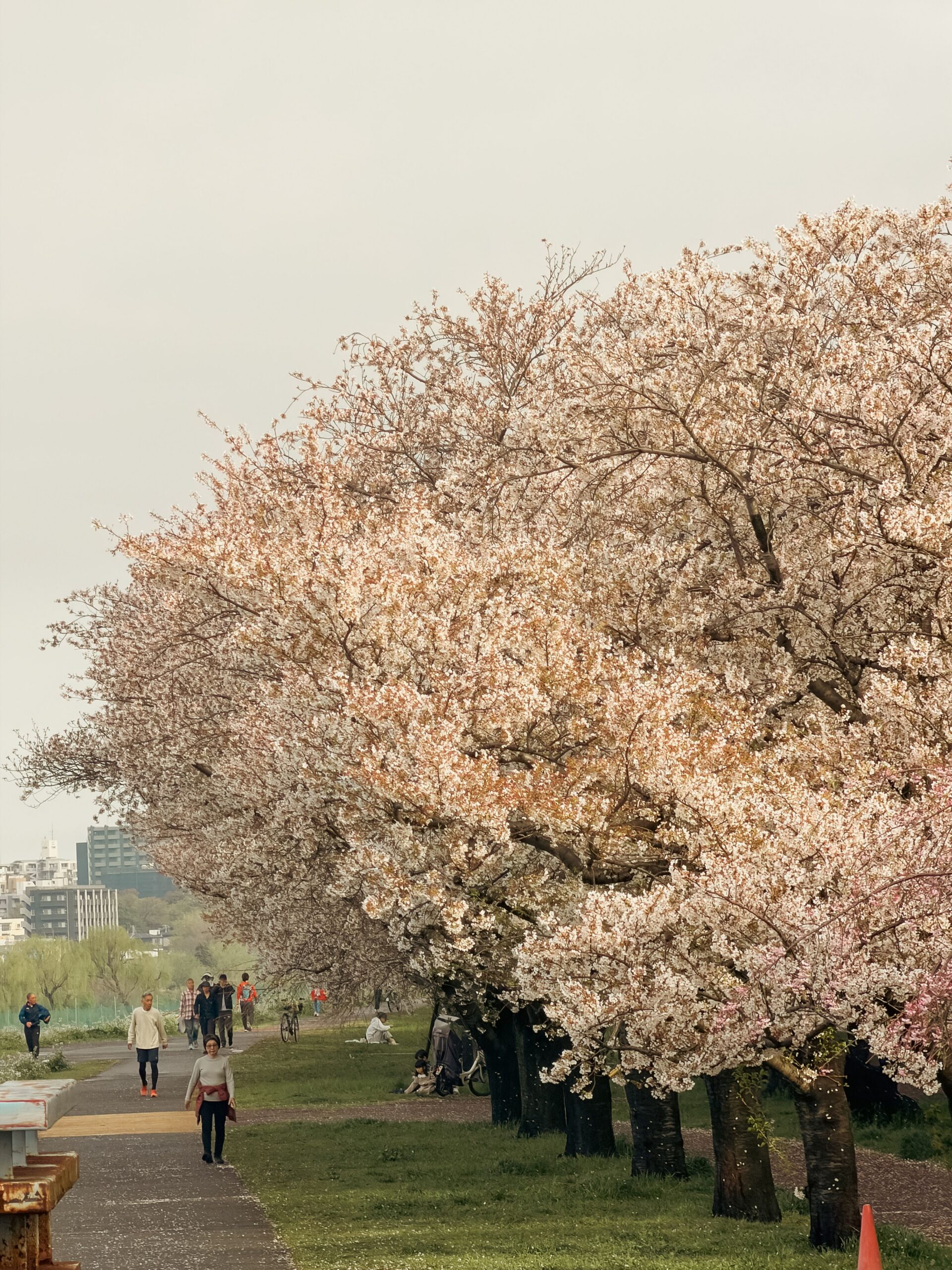 Sumida Park in Tokyo